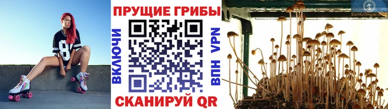 Псилоцибиновые грибы Psilocybine cubensis  хочу наркоту  Шлиссельбург 